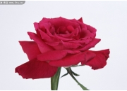 月季花
