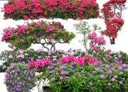 PSD后期花卉