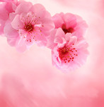 ��ɫ�һ�����ͼƬ�ز�