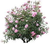 月季花PSD