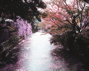 花朵盛开风景图