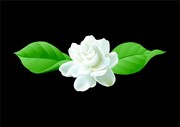 精美茉莉花矢量素材