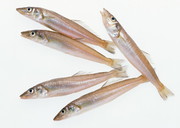 海鲜美食图片集