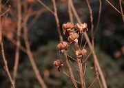 蒲公英枝条图片