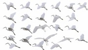 白鹤图片 动物素材