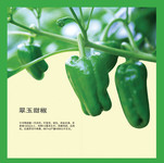 青椒图片