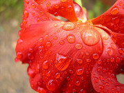 红色花卉 鲜花图片 