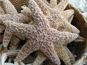 海星图片 海洋动物
