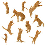 可爱小猫高清图 