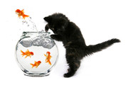 黑猫的图片 金鱼图片