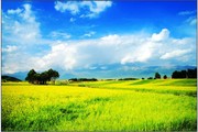 油菜花图片 春天风景图片
