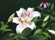 百合花矢量素材