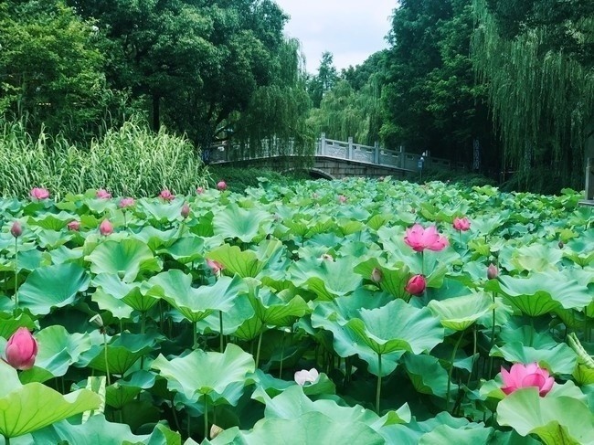 �����羰��ӰͼƬ�ز�