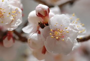 迎春花图片 原创花卉摄影
