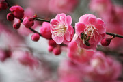 梅花图片素材 