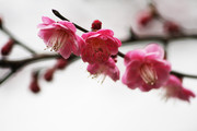 梅花摄影图片