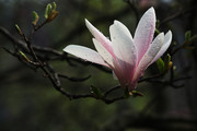 白玉兰花特写图片