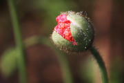 含苞欲放的花图片