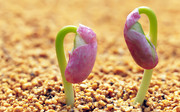 豆儿叶芽图片 绿芽壁纸