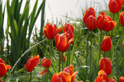 郁金香花园摄影