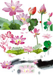 荷花图片素材