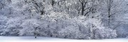 冬天雪景图片 银色树木