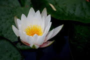 白莲图片 荷花特写
