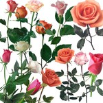 月季花图片大全 