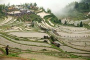 梯田风景图片 乡村稻田图片