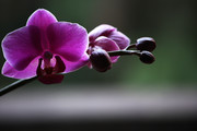 紫色蝴蝶兰图片 鲜花高清摄影