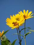 小菊花图片 蜜蜂采蜜图片