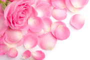 粉红玫瑰花瓣图片 鲜花摄影 