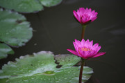 新品莲花图片 池塘花卉摄影