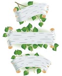 白桦树叶子图片 植物绿叶矢量图