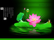 莲花莲蓬图片