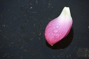 池塘花瓣图片 