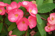 红色花朵特写图片 鲜花大图