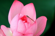 小蜻蜓与荷花图片 
