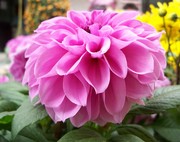 紫红花卉特写照片