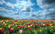 郁金香花园图片 花海照片