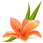 百合花图片 花卉矢量图