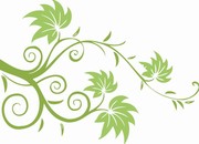 淡绿色花枝图片