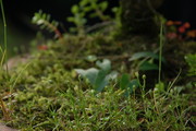 小草摄影图片 