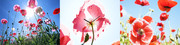 三联鲜花无框画