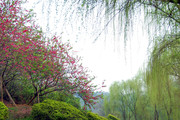 春天风景桌面背景 桃红柳绿图片
