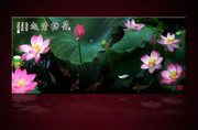莲花高清大图 荷花风景挂画
