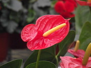 红掌花图片 鲜花手机壁纸