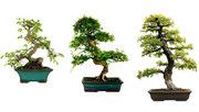 家居植物盆景大图