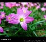 粉红色野花图片