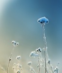 野花高清图片 植物摄影